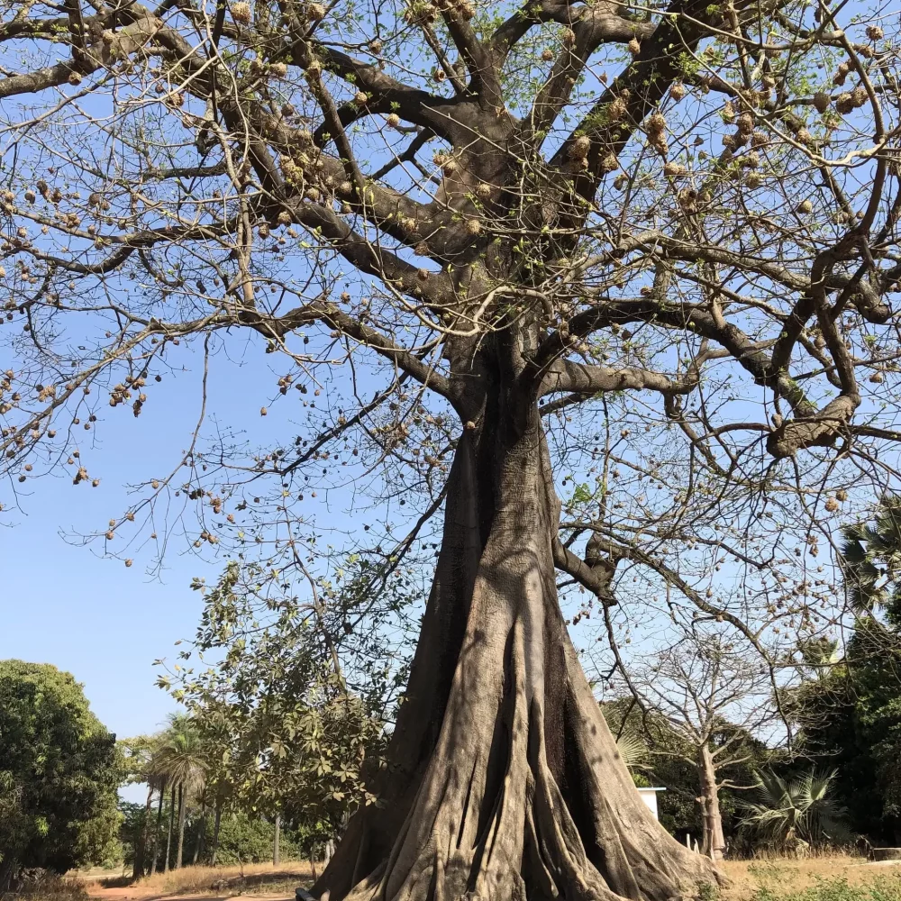 que faire à Abéné : voir les grands arbres