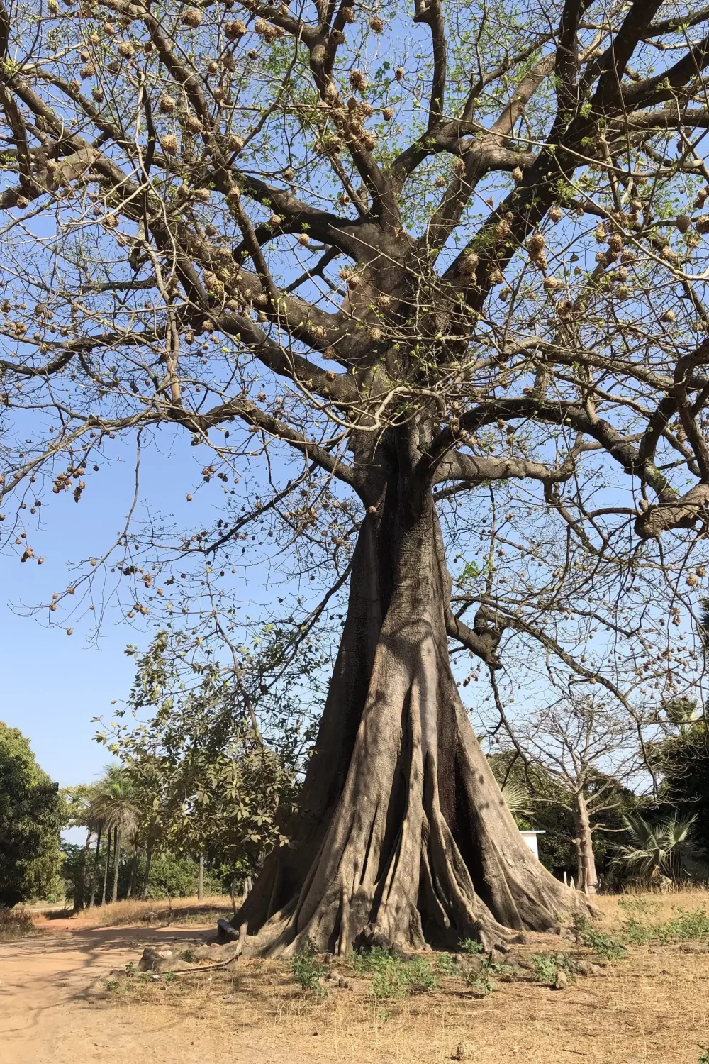 GRD-ARBRE