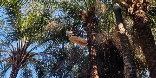 palmiers dans le ciel