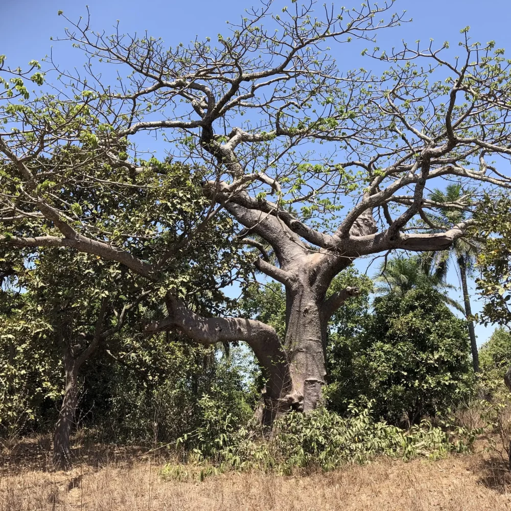 que faire à Abéné : admirer les baobabs