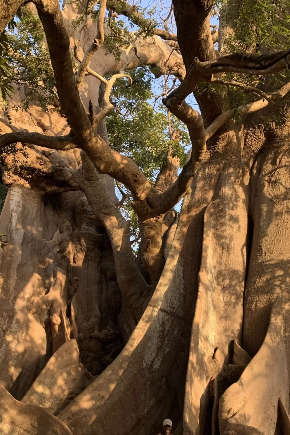 arbre-sacré