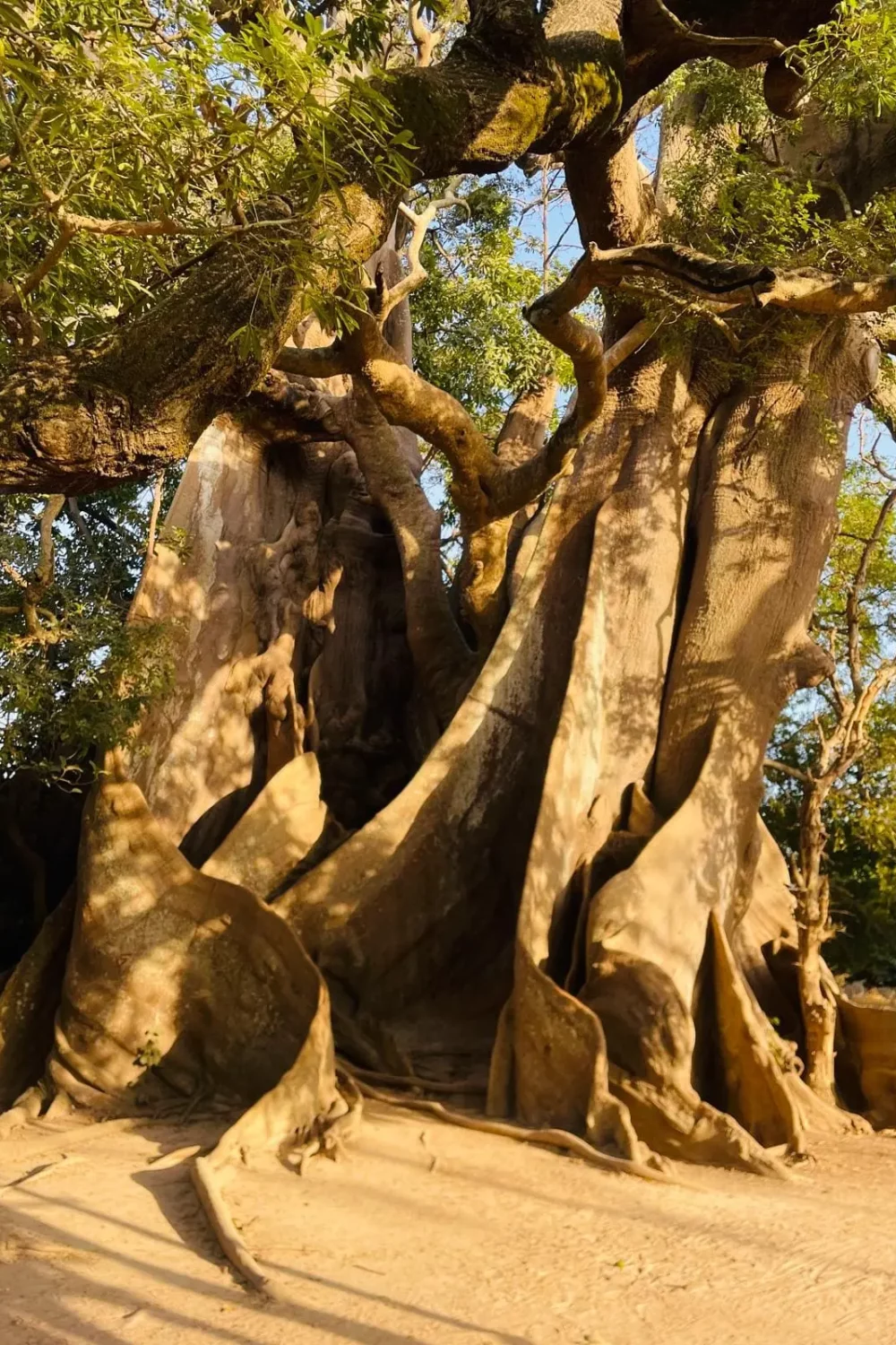 Location de gîte en Casamance-photo d'un fromager