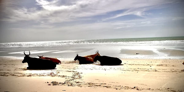 vache-plage